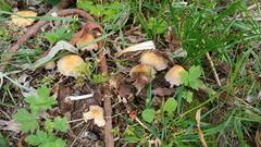 Coprinellus truncorum