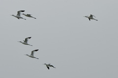 Recurvirostra avosetta