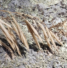 Bromus inermis