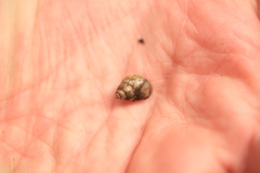 Bithynia tentaculata