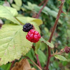 Rubus armeniacus