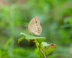 Mycalesis mineus