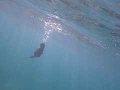 Phalacrocorax sulcirostris