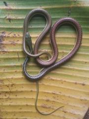 Dendrelaphis subocularis