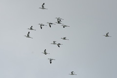 Recurvirostra avosetta