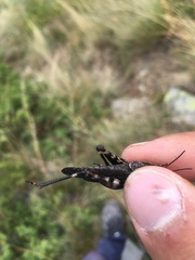 Psophus stridulus