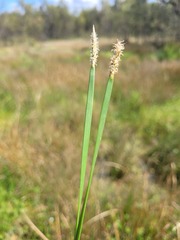 Eleocharis plana