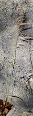 Bromus inermis