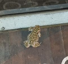 Bufotes viridis sitibundus