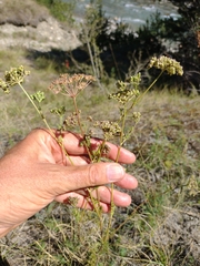 Seseli annuum