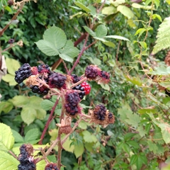 Rubus armeniacus