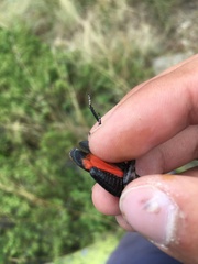 Psophus stridulus