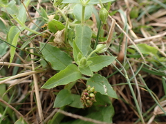 Stellaria aquatica