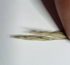 Bromus inermis