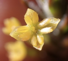 Struthiola eckloniana