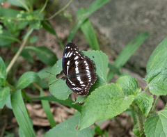 Limenitis sulpitia