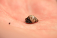 Bithynia tentaculata