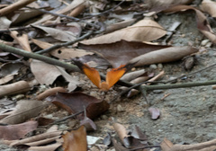 Charaxes bernardus