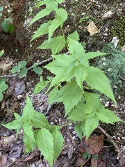Campanula divaricata