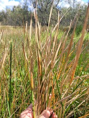 Eleocharis plana