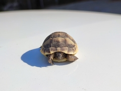 Testudo graeca ibera