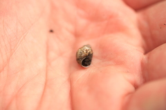 Bithynia tentaculata