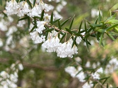 Styphelia setigera