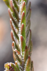 Struthiola eckloniana