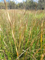 Eleocharis plana
