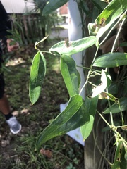 Smilax