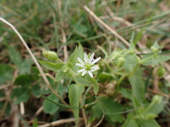Stellaria aquatica