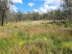 Eleocharis plana
