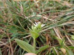 Stellaria aquatica