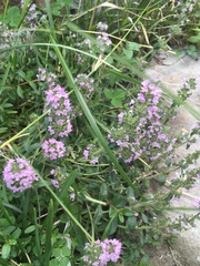Thymus pannonicus
