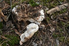 Phellodon fuligineoalbus