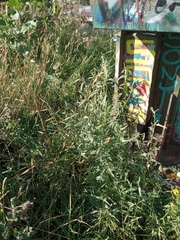 Atriplex oblongifolia