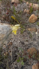 Gladiolus carinatus