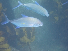 Ferdauia orthogrammus