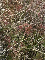 Haloragis heterophylla
