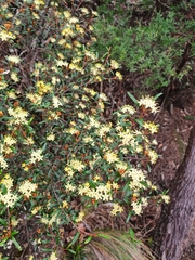 Phebalium squamulosum