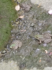 Pelophylax bedriagae