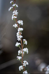 Leucopogon microphyllus