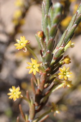 Struthiola eckloniana