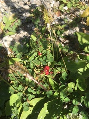 Blitum virgatum