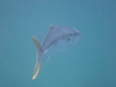 Seriola lalandi