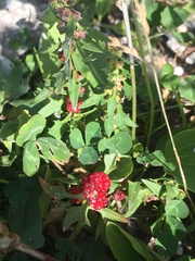 Blitum virgatum
