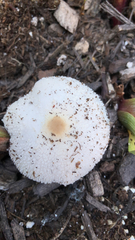 Leucocoprinus cepistipes