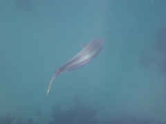 Seriola lalandi