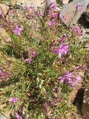 Chamaenerion colchicum