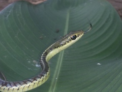 Dendrelaphis subocularis